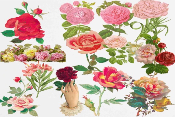 Beautiful Roses Clipart for Creative Projects