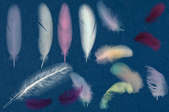 Birds Feathers: A Boho Chic Design Essential