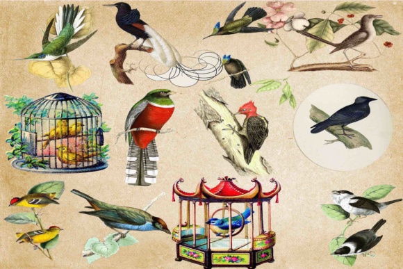 Exploring the World of Birds Clipart: From Vintage to Exotic