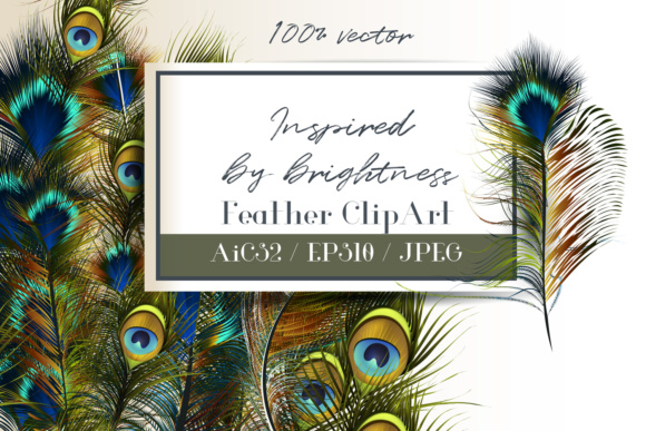 Feathers Set. Vector ClipArt: Elevating Design with Realistic Peacock Feathers