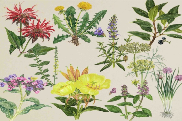 Flower Clipart: A Timeless Resource for Creative Projects