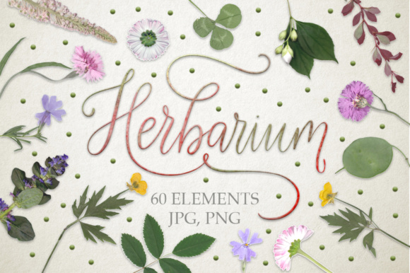Herbarium. 60 Real Herbarium Elements.: A Digital Art Collection Inspired by Nature’s Quiet Beauty