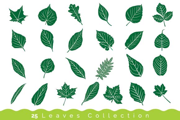 Set of 25 Leaves Illustration: A Versatile Asset for Creative and Professional Projects